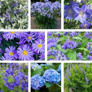 Kit vivaces fleurs bleues - 8 variétés - Leaderplant