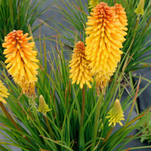 Kniphofia Poco Butter Brickle - Leaderplant