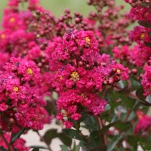 Lilas des Indes Fuchsia d'Été ® - Leaderplant