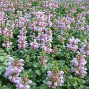 Lamier Maculé Pink Pewter  - Leaderplant