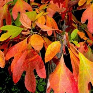 Laurier des Iroquois - Leaderplant