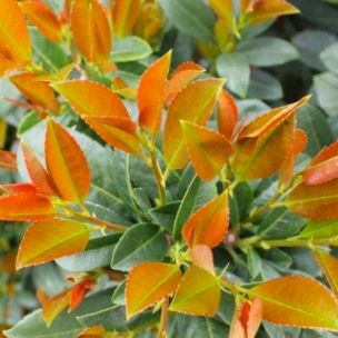 Laurier palme Bonaparte ® - Leaderplant