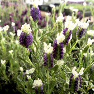 Lavande papillon 'Madrid Blue' ® - Leaderplant