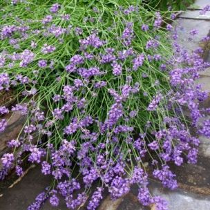 LAVANDE NAINE HIDCOTE BLUE, plante en ligne