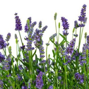 Lavande Layla ® Blue - Leaderplant