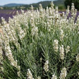 Lavande blanche - Leaderplant