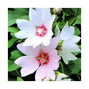 Lavatère 'Barnsley Baby' - Leaderplant