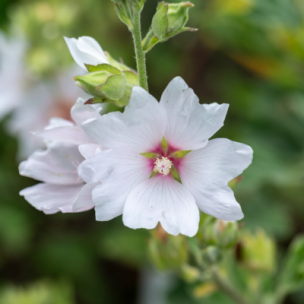 Lavatère Barnsley Baby - Leaderplant