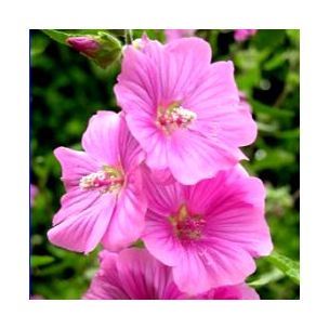 Lavatère 'Bredon Spring' - Leaderplant