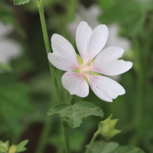 Lavatère White Angel - Leaderplant