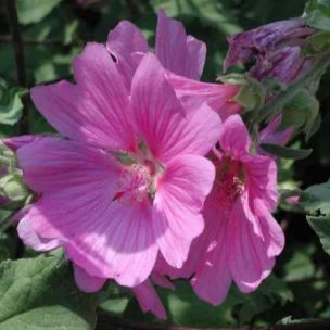 Lavatère 'Olbia Rosea' - Leaderplant