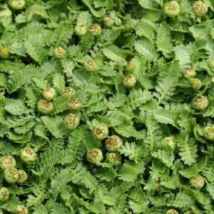 Leptinella verte - Leptinelle mini-fougère verte - Leaderplant