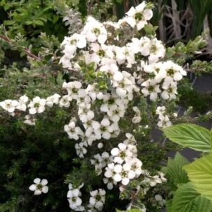 Leptospermum argenté - Leaderplant