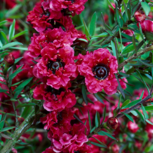 Leptospermum Red Damask - Leaderplant