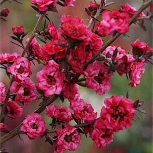 Leptospermum Wiri Joan - Leaderplant