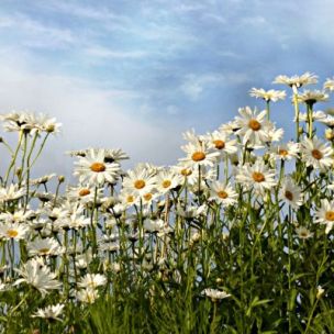 Marguerite Silberprinzesschen ou Marguerite d’été - Leaderplant