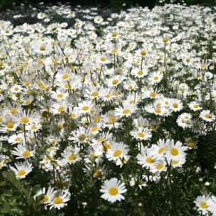 Marguerite des prés Reine de mai  - Leaderplant