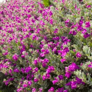 Sauge du Texas Green Cloud - Leaderplant