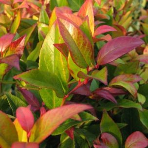 Leucothoe 'Zeblid' - Fleur de perles 'Zeblid' - Leucothoé - Leaderplant