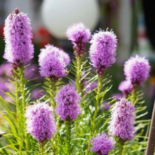 Liatride à épis Kobold  - Leaderplant