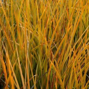 Libertia Golgleaf