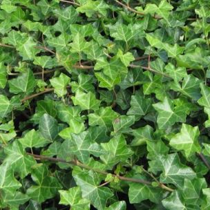 Lierre d'Irlande - Leaderplant