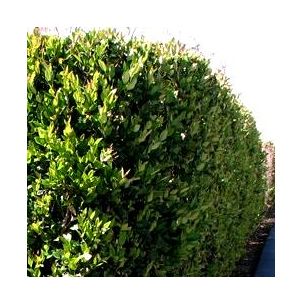 Troene du Japon - troène - Leaderplant