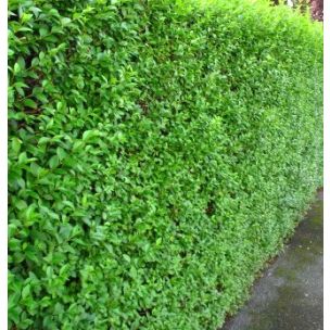 DESTOCKAGE Troene-Troène vert-Troëne de Californie - Leaderplant