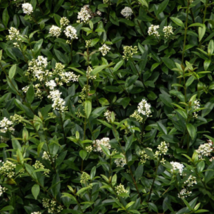 Troène commun Atrovirens - Leaderplant