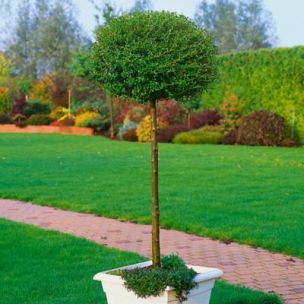 Troène du Yunnan - Leaderplant
