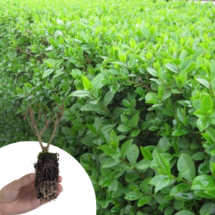 Troene-Troène vert-Troëne de Californie en mini-motte - Leaderplant