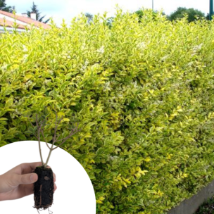 Troène de Californie doré en mini-motte  - Leaderplant