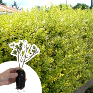 Troène de Californie doré en mini-motte  - Leaderplant