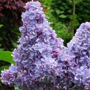 Lilas à grosses grappes de Fleurs Carpe Diem - Leaderplant