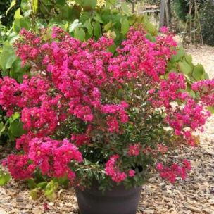 Lilas des Indes Muslin Red ® - Leaderplant