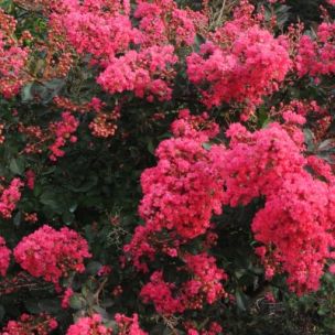 Lilas des Indes Red Filli ® - Leaderplant