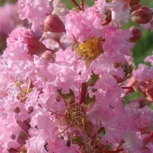 Lilas des Indes Rose Thé - Leaderplant