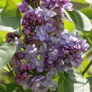 Lilas Victor Lemoine - Leaderplant