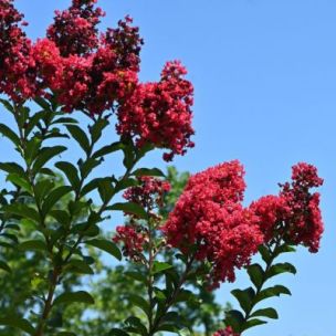 Lilas des Indes Dynamite - Leaderplant