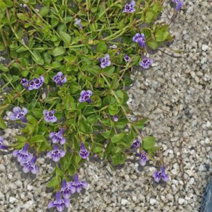 Lindernia à grandes fleurs - Leaderplant