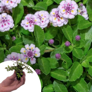 Verveine nodiflore en mini-motte - Leaderplant