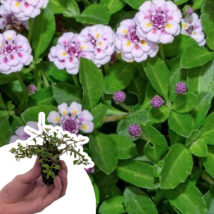 Verveine nodiflore en mini-motte - Leaderplant