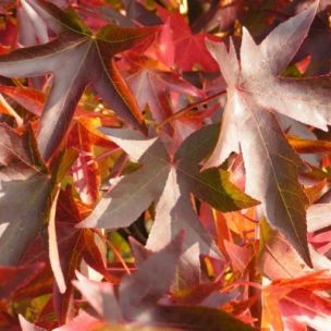 Liquidambar 'Worplesdon' - Copalme d'Amérique - Leaderplant