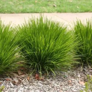 Lomandra PomPom ®   - Leaderplant