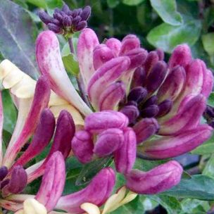 Chèvrefeuille nain 'Chic & Choc' ® - Lonicera 'Chic & Choc' ® - Leaderplant