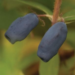 Chèvrefeuille Baie de Mai 'Dolce Vita' ® - Leaderplant