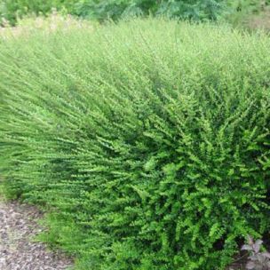 BON PLAN  -50% Chèvrefeuille arbustif Parmin  - Leaderplant