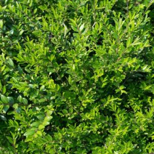 Chèvrefeuille arbustif Mossgreen - Leaderplant