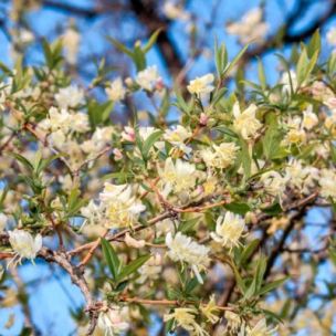 Chèvrefeuille d'hiver - Leaderplant
