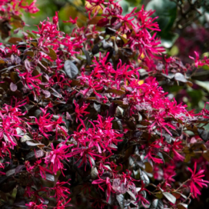 Loropetalum Fire Dance  - Leaderplant